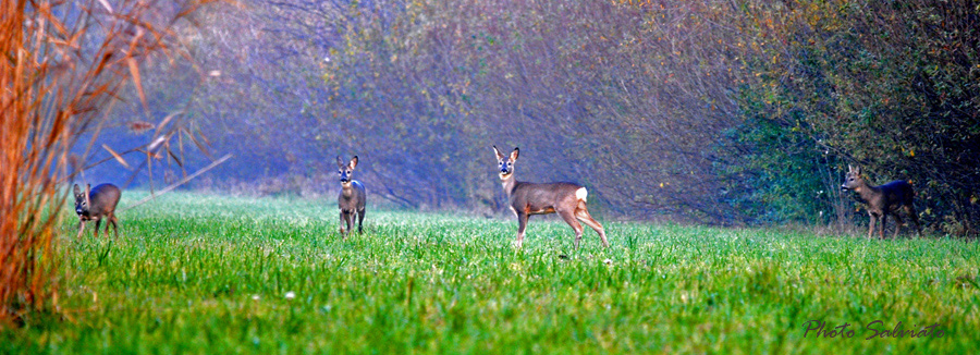 Incontri nella nebbia...